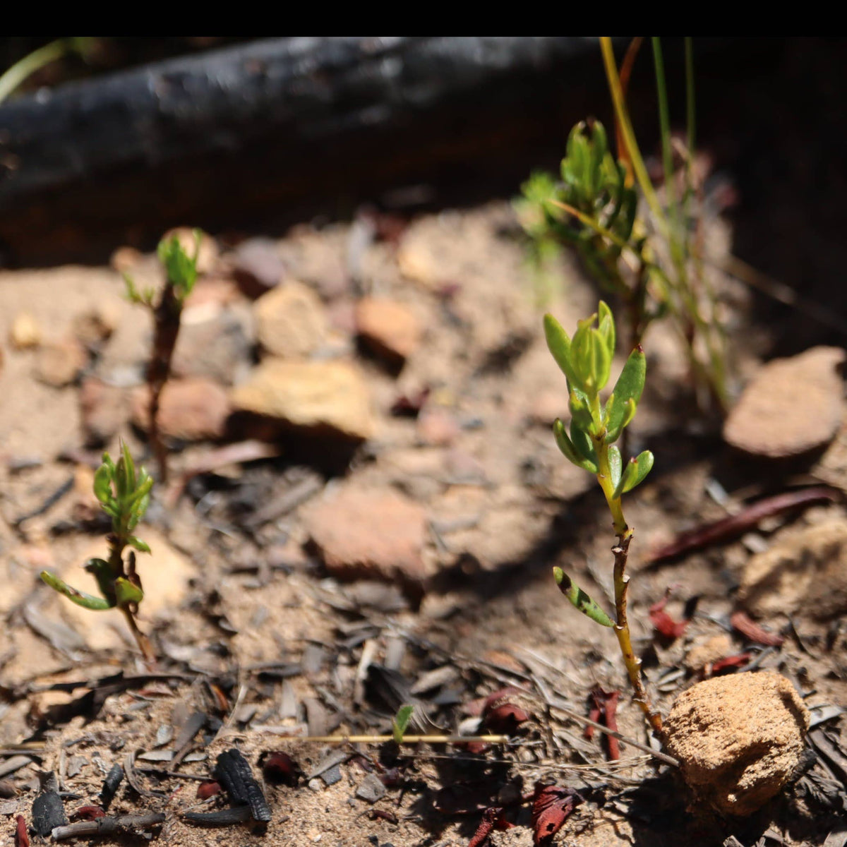 Small green rooibos seedlings with new leaves growing from burnt ground among rocks and dark charred wood