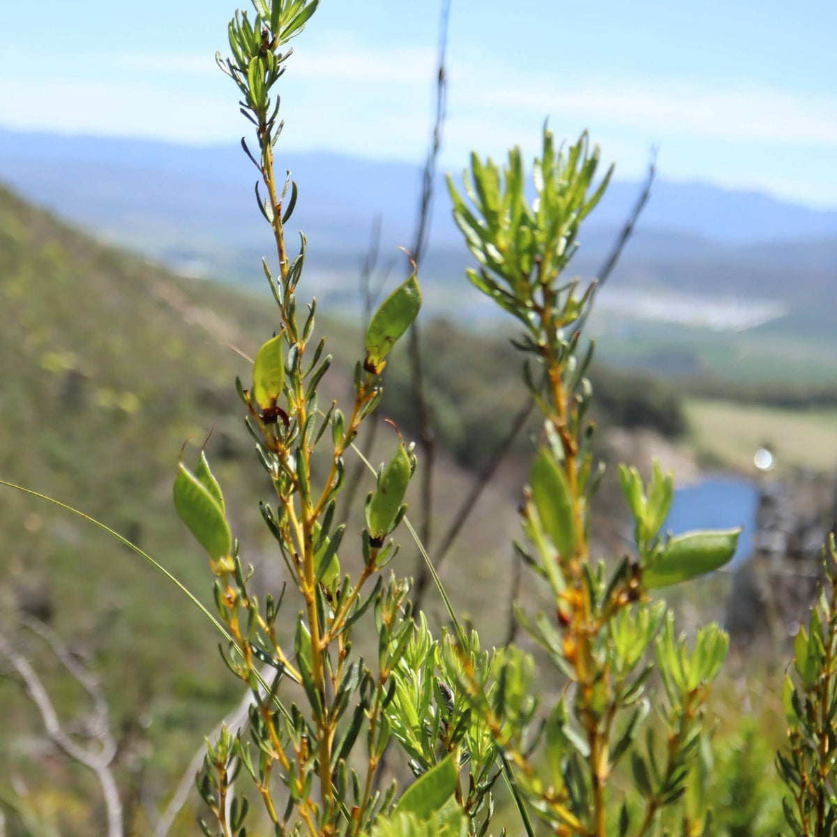 Green leafy rooibos shrub branches in close-up on a hillside, with blurred mountains and a lake behind