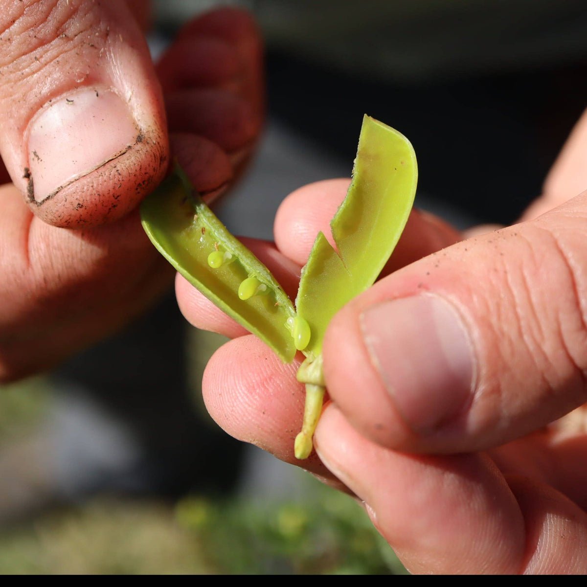 Fingers holding open a green rooibos seed pod showing small yellow-green seeds inside