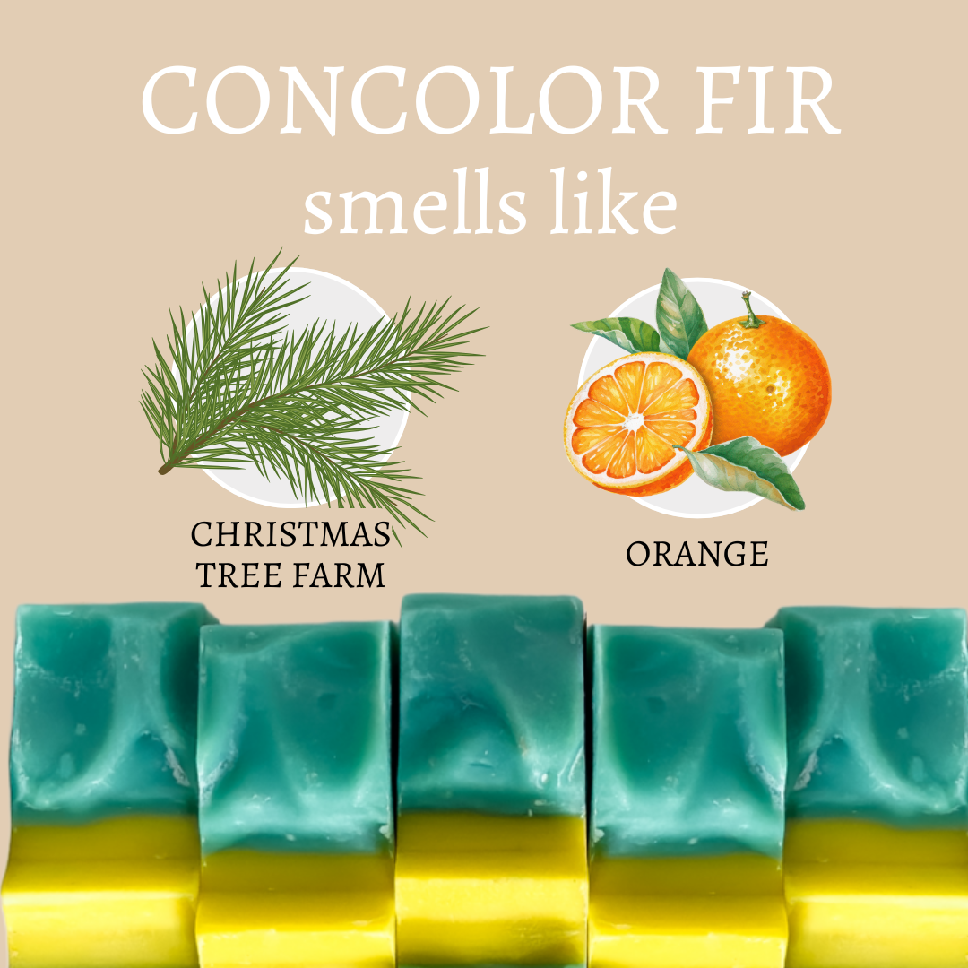 Concolor Fir Christmas Tree Soap Bar